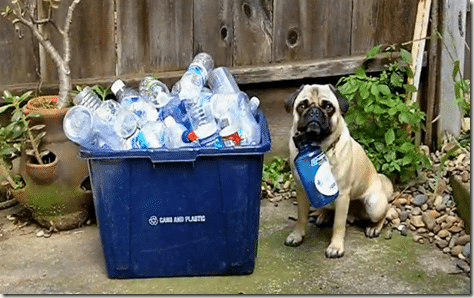 recycling-pug