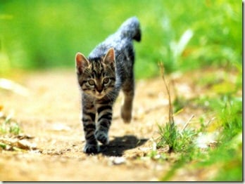 Running-Kitten