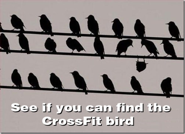 crossfit-bird