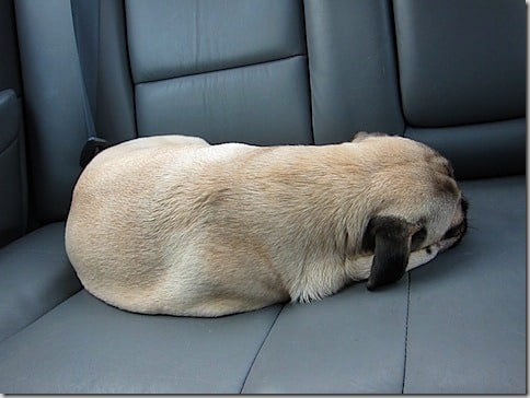 pug loaf