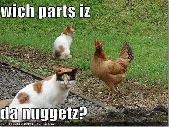 funny-pictures-cat-wonders-what-part-of-the-chicken-is-the-nugget