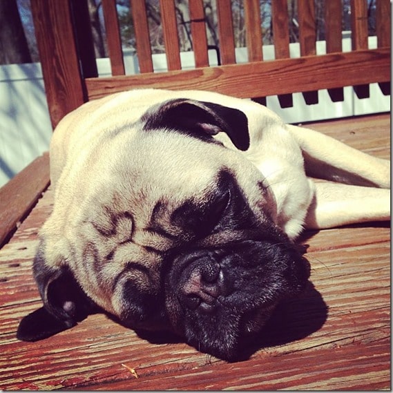 pug sunning himself
