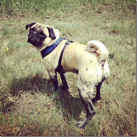 muddy pug