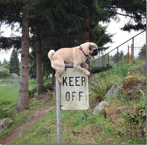 funny-dog-pug-keep-off-sign1