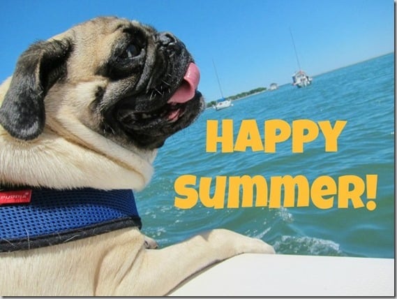 happy summer pug