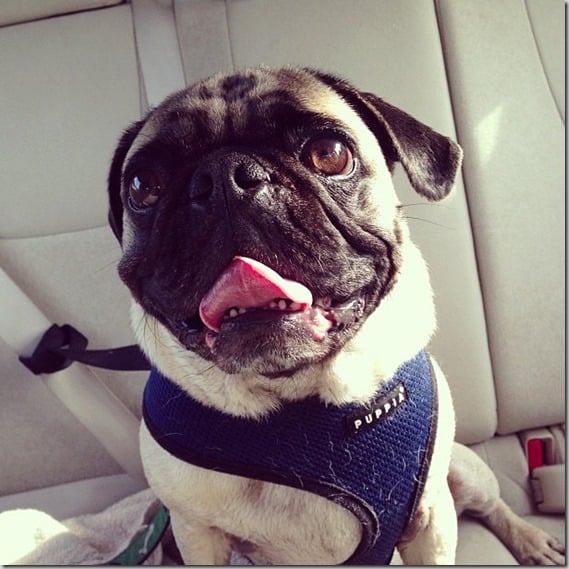 pug after the park