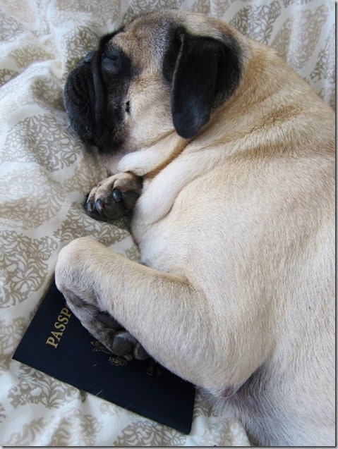 pug passport travel