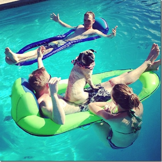 pug pool party