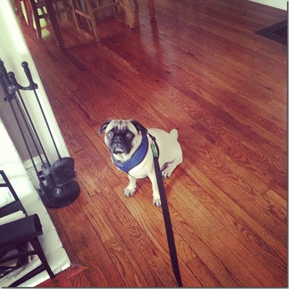 too hot for pugs