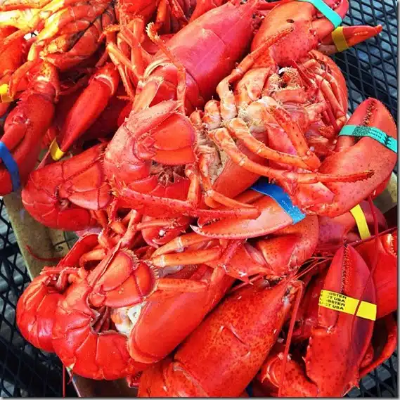 lobsters sunday funday