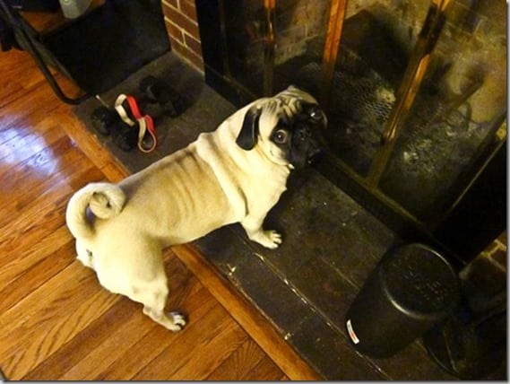 pug fireplace