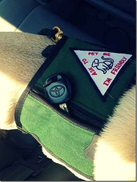 Therapy dog jacket 