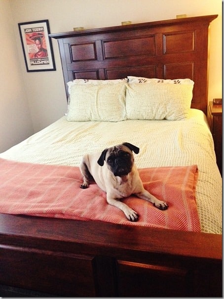 It's Murphy's bed; we're just sleeping in it. 