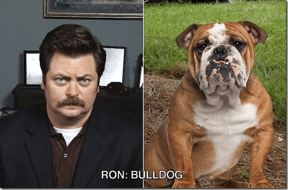 ron_swanson_bulldog