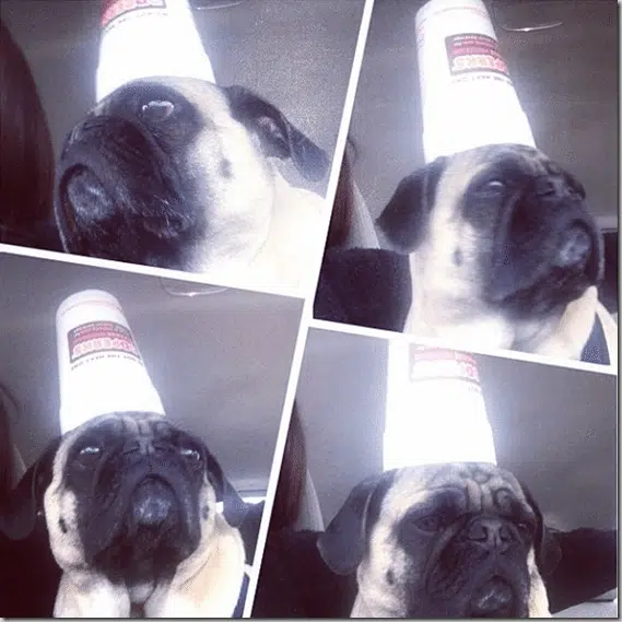 pug_with_a_cup_on_his_head