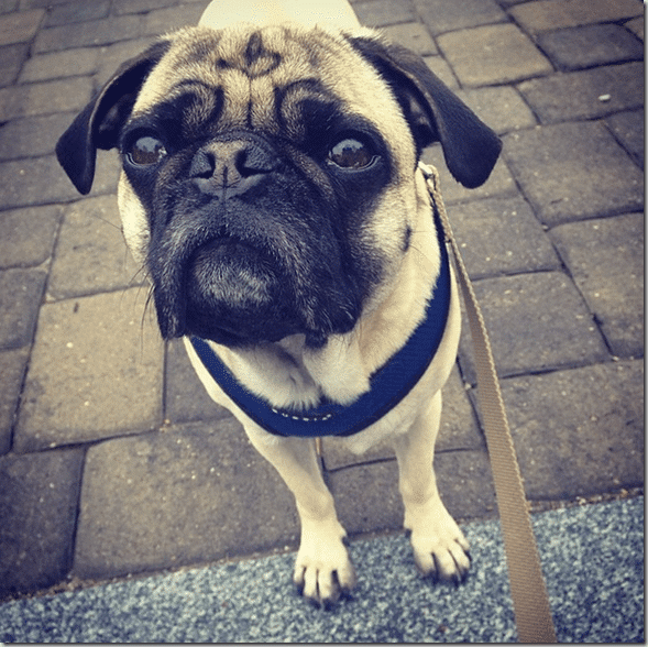 I_love_this_pug_face._