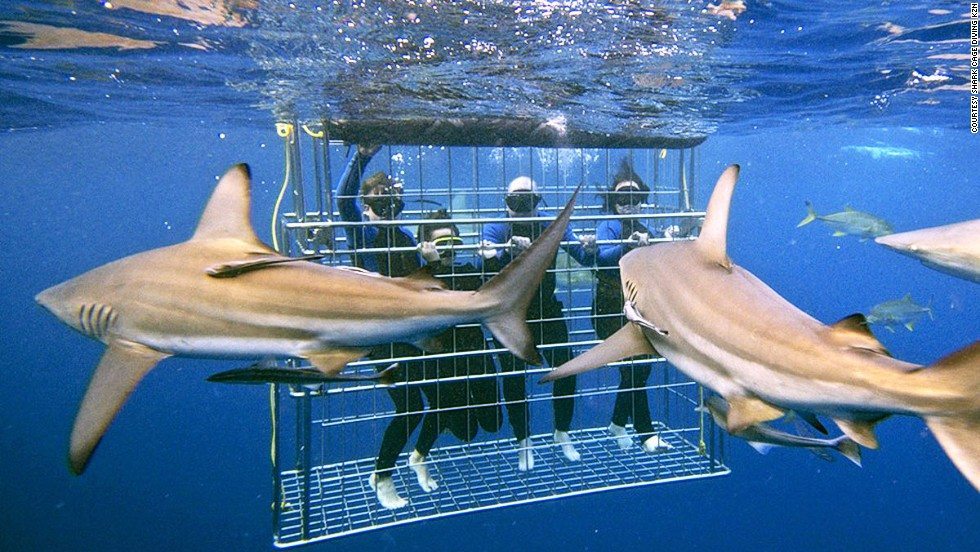 130731172545-sharks-cage-diving-kzn-horizontal-large-gallery