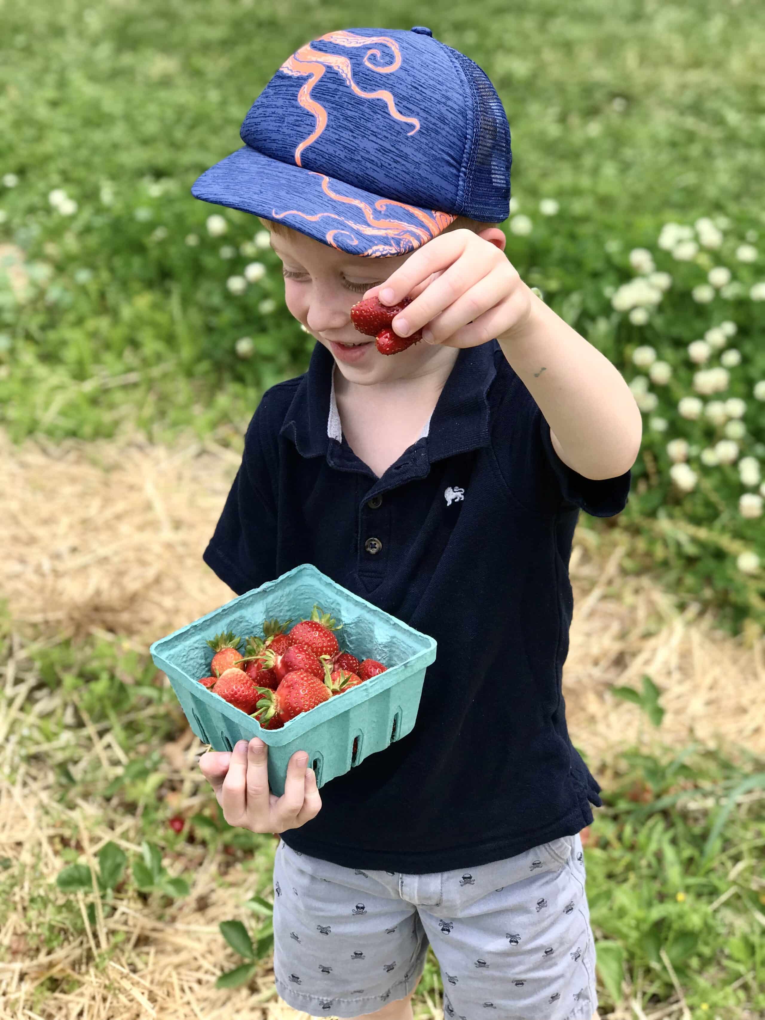C.N. Smith Farm strawberry picking in East Bridgewater, Massachusetts