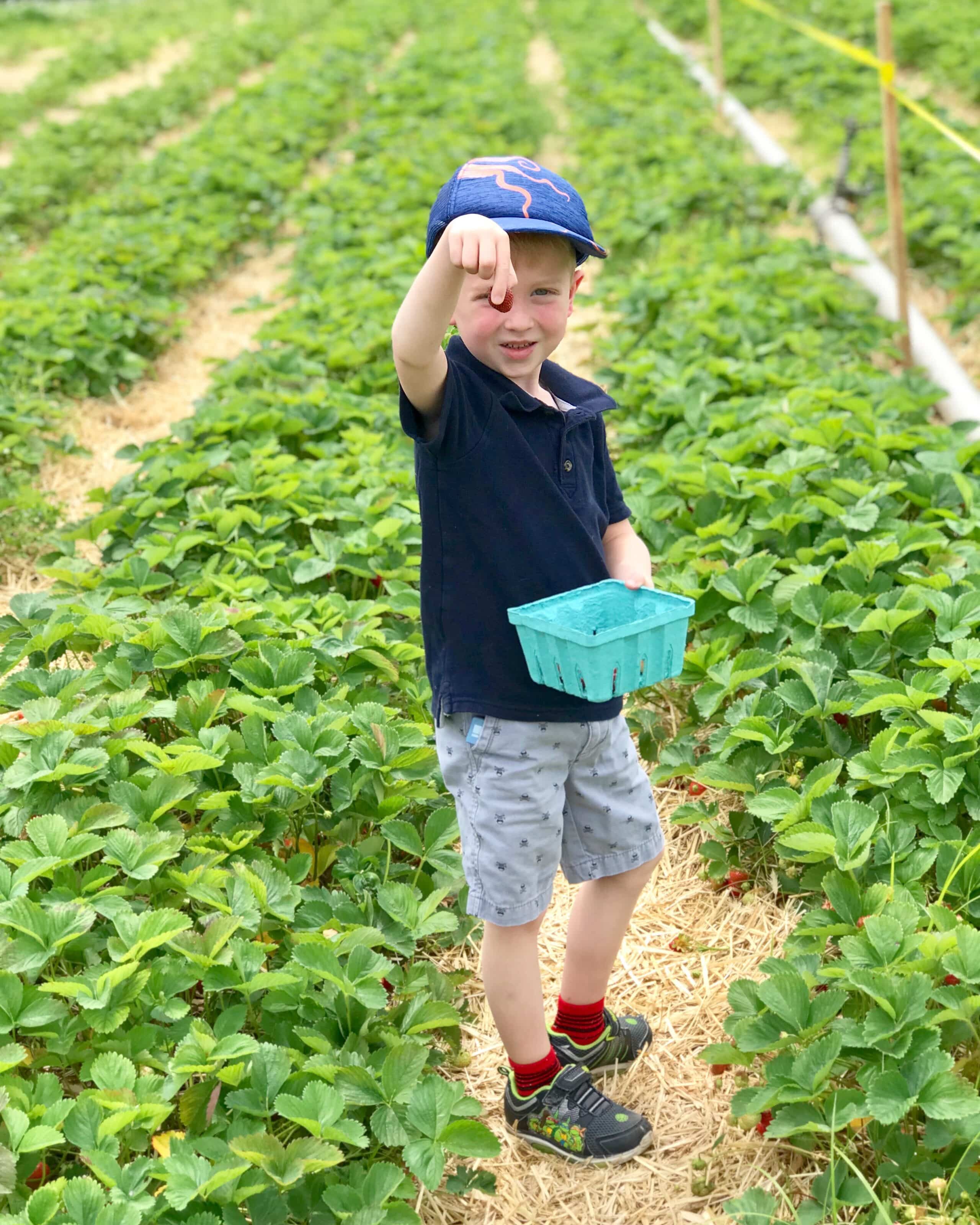 Strawberry Picking at C.N. Smith Farm