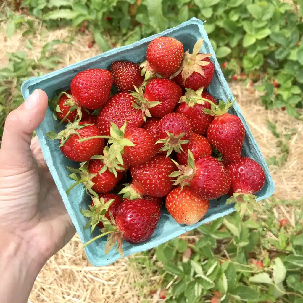pick-your-own strawberries in a pint on South Shore, Massachusetts farm