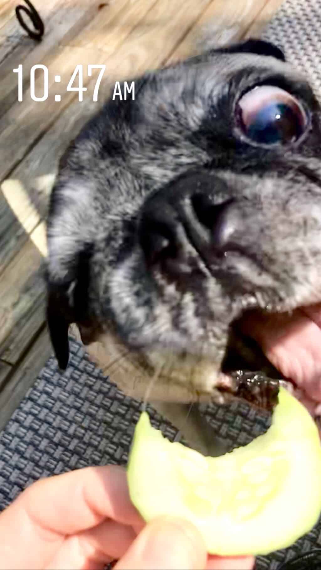 crazy pug trying to eat a cucumber out of my hand