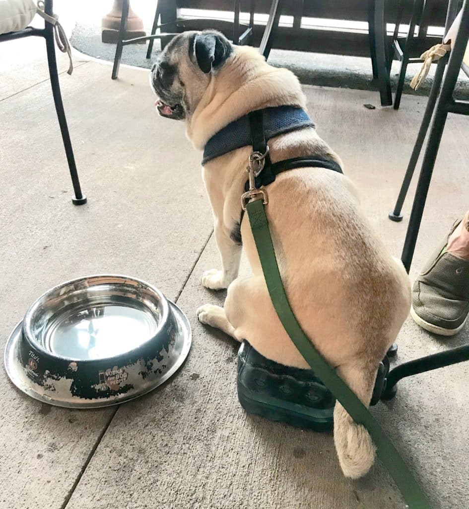 dog-friendly patio at Firefly restaurant in Manchester, NH